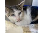 Adopt Sweet Potato a Domestic Short Hair