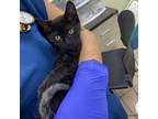 Adopt Smiley a Domestic Short Hair
