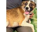 Adopt Dixie 24 a Mixed Breed