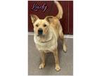 Adopt Lady a Labrador Retriever, Mixed Breed