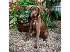 Adopt Wisteria a Retriever