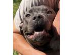 Adopt Twila a American Staffordshire Terrier
