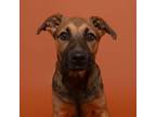 Adopt Smartie a Boxer