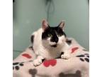 Adopt Bagel--In Foster a Domestic Short Hair