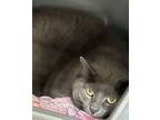 Adopt Steel a Domestic Short Hair
