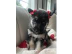 Dog for adoption - NALA, an Alaskan Malamute & German Shepherd Dog Mix