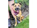 Adopt Bella SCAS a Black Mouth Cur, Retriever