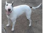 Dog for adoption - PHOEBE - Nice, Sweet, Active, a Bull Terrier