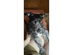 Dog for adoption - Clover, a Yorkshire Terrier Mix
