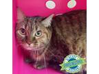Adopt Lyra a Domestic Medium Hair