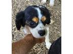 Dog for adoption - Loretta, a Cavalier King Charles Spaniel