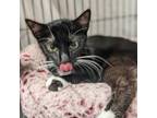 Adopt Merlin a Domestic Short Hair