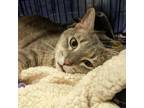 Adopt Bella a Domestic Short Hair