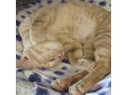 Adopt Wanda a Domestic Short Hair