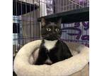 Adopt Kami a Domestic Short Hair