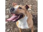 Adopt Mya a Mixed Breed
