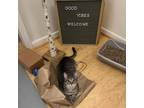 Adopt Sloan a Domestic Short Hair