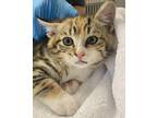 Adopt Supernova a Domestic Short Hair