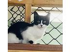 Adopt Peep a Domestic Short Hair