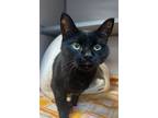 Adopt Triscuit a Domestic Short Hair