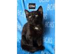Adopt Ellie a Domestic Short Hair