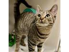Adopt Piper a Domestic Short Hair
