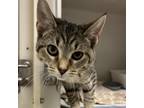 Adopt Frankie a Domestic Short Hair