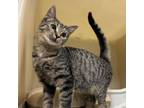 Adopt Prue a Domestic Short Hair