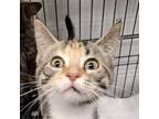 Adopt Matilda a Domestic Short Hair