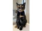 Adopt Pixel a Domestic Short Hair