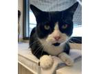 Adopt Momma Jacob a Domestic Short Hair