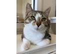 Adopt Boots a Domestic Short Hair