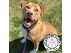 Adopt Taylor a Labrador Retriever