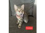 Adopt Penelope a Domestic Short Hair