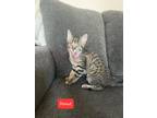 Adopt Donut a Domestic Short Hair