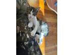 Adopt Alexis a Domestic Short Hair