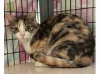Adopt Tia a Domestic Short Hair