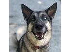 Adopt Luna a Shepherd, Hound