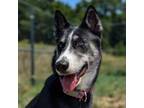 Adopt Ruby a Siberian Husky