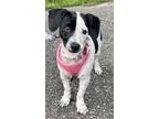 Adopt Laura a Spaniel, Dachshund