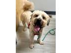 Adopt Charlotte a Wheaten Terrier