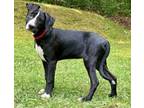 Adopt Sadie a Great Dane, Mixed Breed