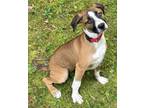 Adopt Brida a Great Dane, Mixed Breed