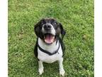 Adopt Meme a Terrier, Mixed Breed