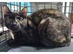 Adopt Ophelia a Domestic Short Hair