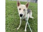Adopt Saluda a Husky