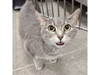 Adopt Maren a Tabby, Domestic Short Hair