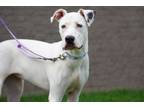 Adopt Pearl a Labrador Retriever
