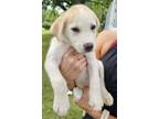 Adopt PUPPY RAINBOW a Labrador Retriever