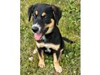 Adopt PUPPY MOONBEAM a Shepherd